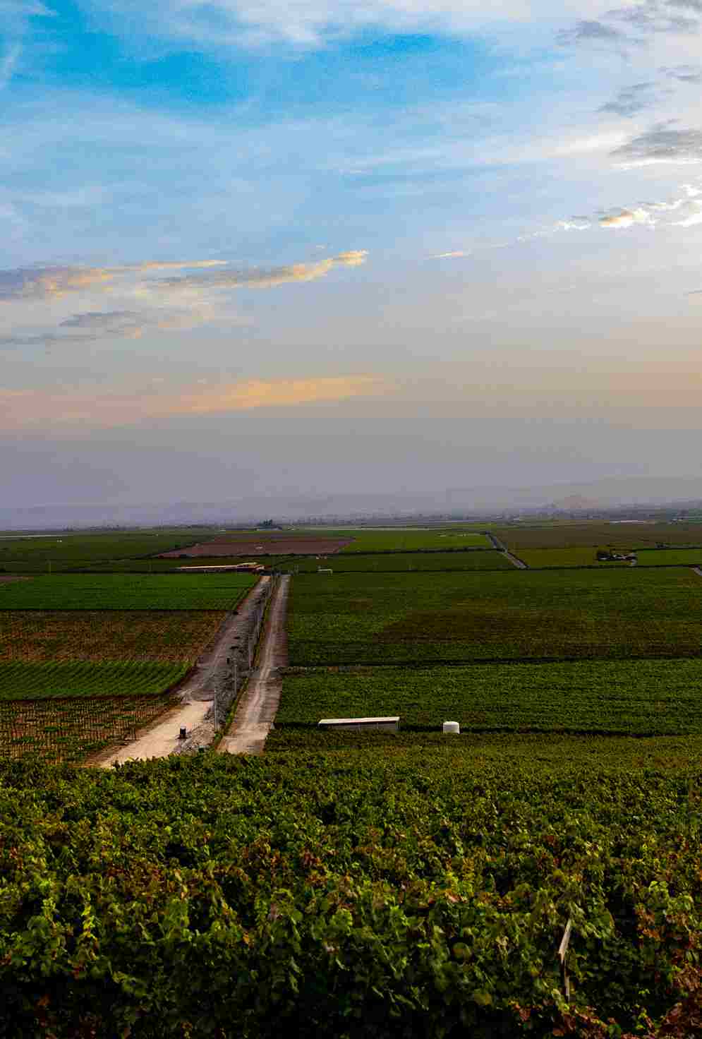 campo uva